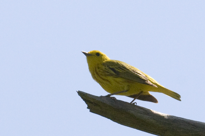 Yellow Warbler, Jamaica Bay Wildlife Refuge, Queens, New York