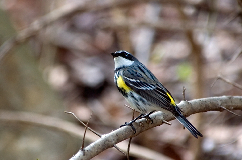 Yellow-rumped Warbler, Prospect Park, Brooklyn, New York