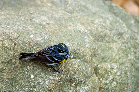 Yellow-rumped Warbler, Prospect Park, Brooklyn, New York