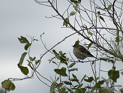 Yellow-rumped Warbler, Jones Beach, NY