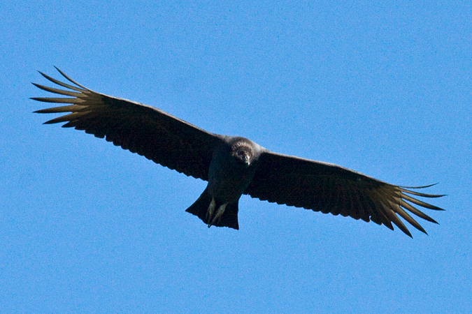 Black Vulture at Hawk Mountain, Pennsylvania