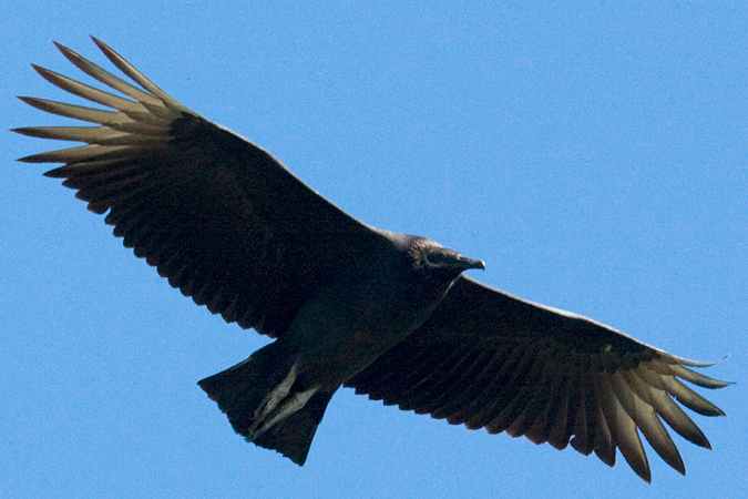 Black Vulture, Hawk Mountain, Pennsylvania