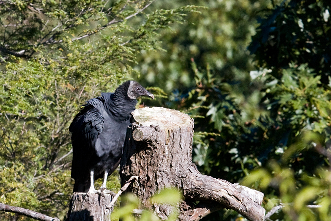 Black Vulture, Hawk Mountain, Pennsylvania