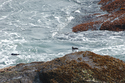 Harlequin Duck in the Surf, Beavertail State Park, Rhode Island