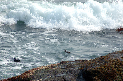 Harlequin Ducks, Beavertail State Park, Rhode Island