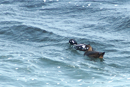 Harlequin Ducks, Beavertail State Park, Rhode Island