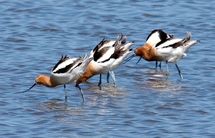 American Avocets, Jetty, Bolivar Peninsula, Texas