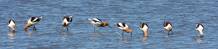 American Avocets, Jetty, Bolivar Peninsula, Texas