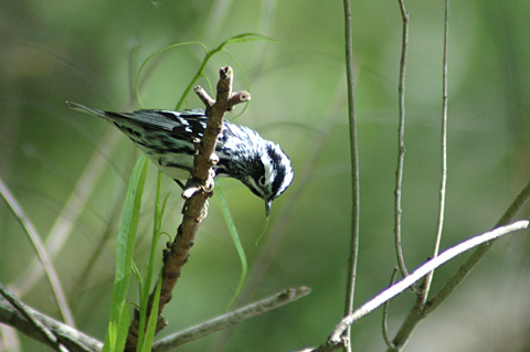 Black-and-white Warbler, Paradise Pond, Port Aransas, Texas