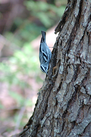 Black-and-white Warbler, Paradise Pond, Port Aransas, Texas