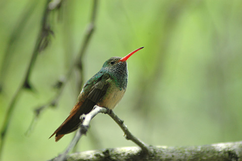 Buff-bellied Hummingbird, Williams Wildlife Refuge, Weslaco, Texas