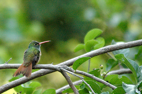 Buff-bellied Hummingbird, Santa Ana NWR, Texas