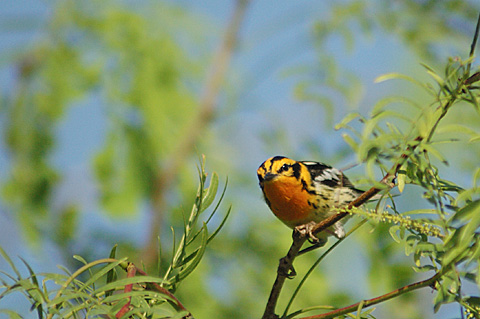 Blackburnian Warbler, Leonabelle Turnbull Birding Center, Port Aransas, Texas