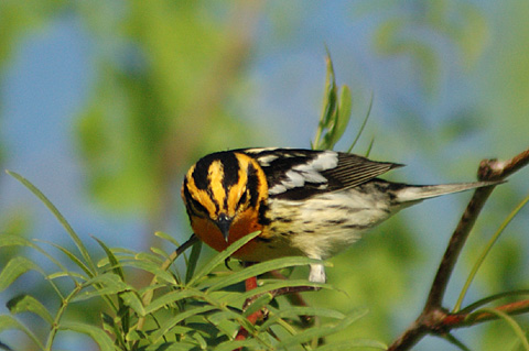 Blackburnian Warbler, Leonabelle Turnbull Birding Center, Port Aransas, Texas