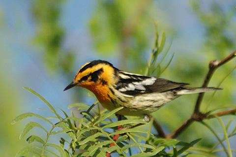 Blackburnian Warbler, Leonabelle Turnbull Birding Center, Port Aransas, Texas