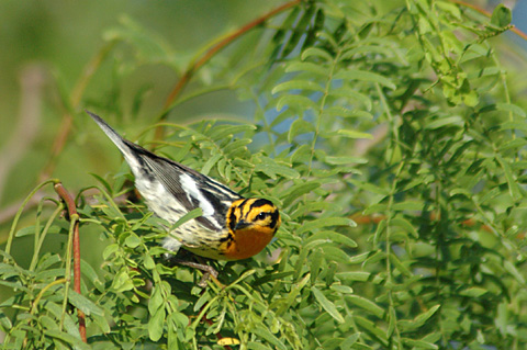 Blackburnian Warbler, Leonabelle Turnbull Birding Center, Port Aransas, Texas