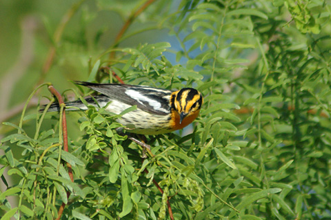 Blackburnian Warbler, Leonabelle Turnbull Birding Center, Port Aransas, Texas