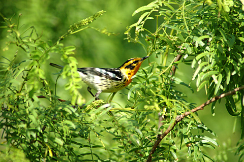 Blackburnian Warbler, Leonabelle Turnbull Birding Center, Port Aransas, Texas