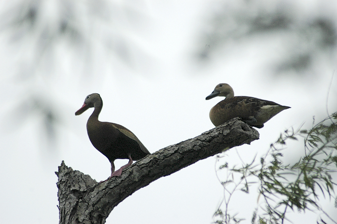 Black-bellied Whistling-Ducks, Sabal Palm Sanctuary, Texas