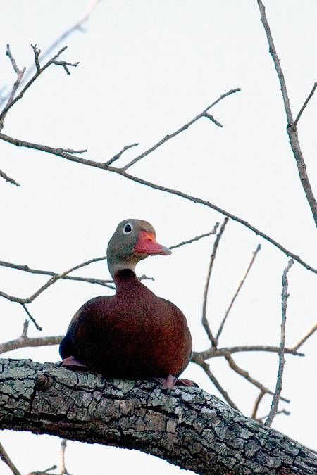 Black-bellied Whistling Ducks at Williams Wildlife Refuge, Pharr, Texas