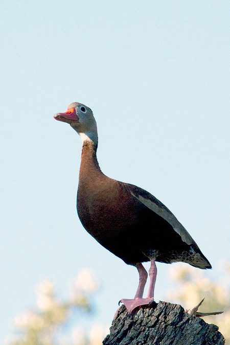 Black-bellied Whistling-Duck, Williams Wildlife Refuge, Pharr, Texas