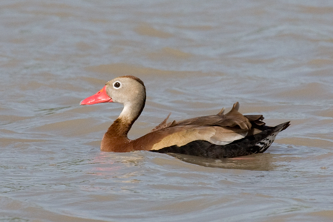 Black-bellied Whistling Duck, Estero Llano Grande, Weslaco, Texas