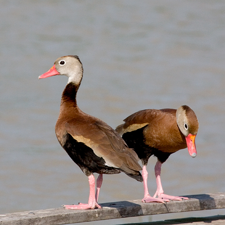 Black-bellied Whistling Duck, Estero Llano Grande, Weslaco, Texas