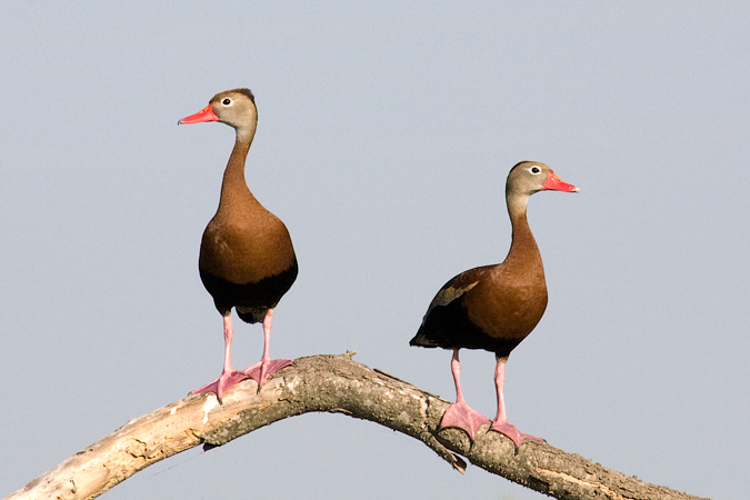 Black-bellied Whistling-Ducks, Willacy County, Texas