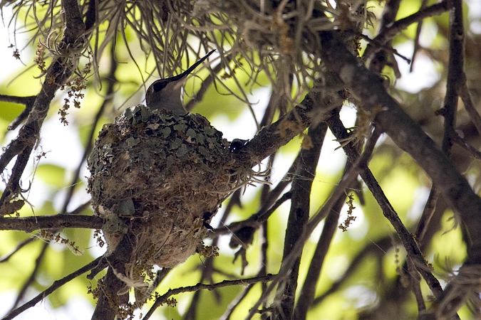 Nesting Black-chinned Hummingbird, Neal's Lodges, Concan, Texas