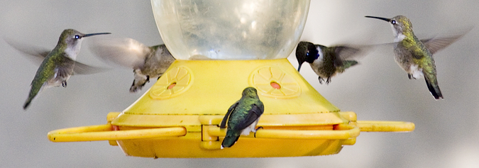 Black-chinned Hummingbirds, Neal's Lodges, Concan, Texas