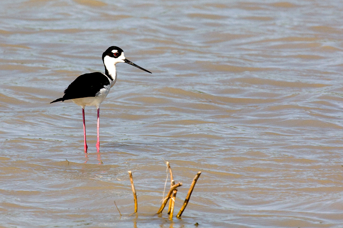 Black-necked Stilt, Estero Llano Grande State Park, Weslaco, Texas