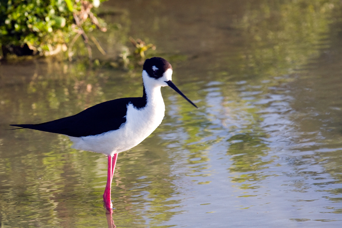 Black-necked Stilt, Leonabelle Turnbull Birding Center, Port Aransas, Texas