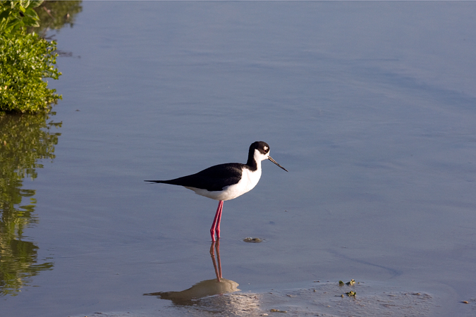 Black-necked Stilt, Leonabelle Turnbull Birding Center, Port Aransas, Texas