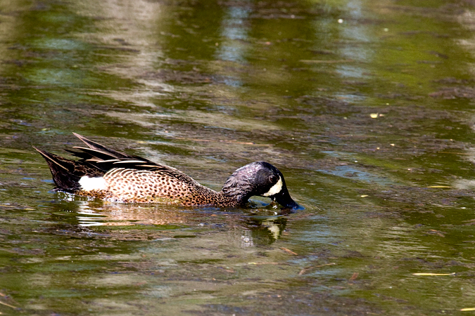 Drake Green-winged Teal at the Leonabelle Turnbull Birding Center, Port Aransas, Texas