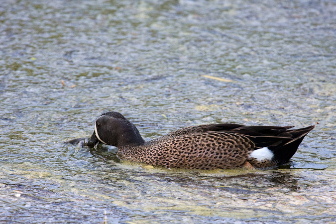 Drake Green-winged Teal at the Leonabelle Turnbull Birding Center, Port Aransas, Texas