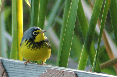 Canada Warbler, Leonabelle Turnbull Birding Center, Port Aransas, Texas