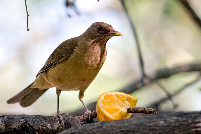 Clay-colored Thrush, Williams Wildlife Refuge, Pharr, Texas