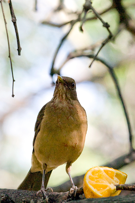 Clay-colored Thrush, Williams Wildlife Refuge, Pharr, Texas