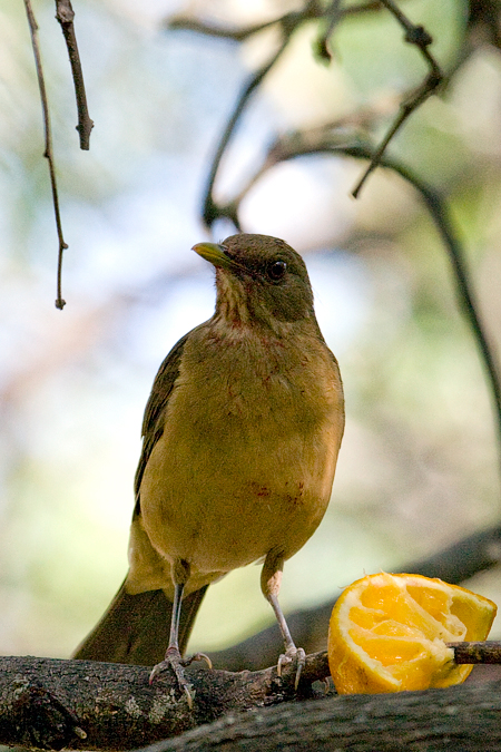 Clay-colored Thrush, Williams Wildlife Refuge, Pharr, Texas