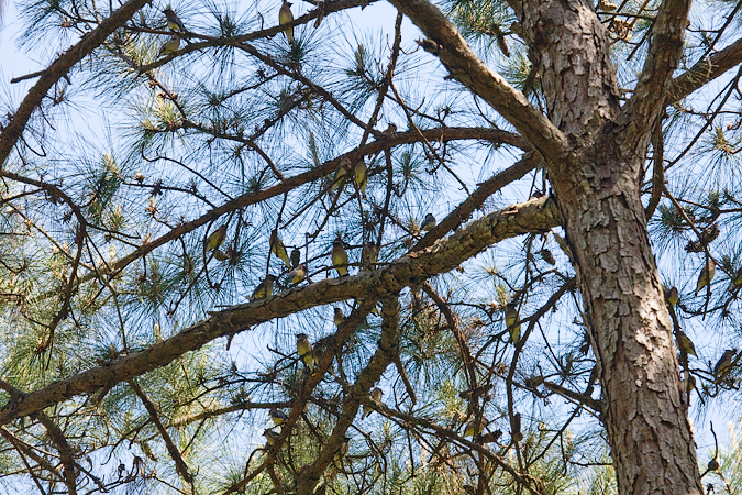 Cedar Waxwings, Kleb Woods Nature Preserve, Tomball