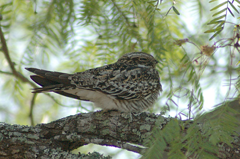 Common Nighthawk, Norias Division, King Ranch, Texas