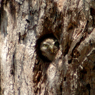 Ferruginous Pygmy-Owl in Nest Hole, Norias Division, King Ranch, Texas