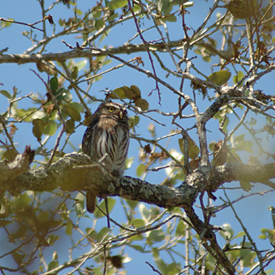 Ferruginous Pygmy-Owl, Norias Division, King Ranch, Texas