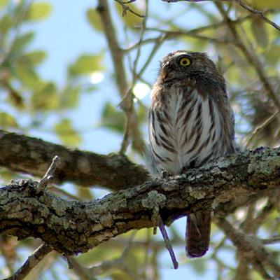 Ferruginous Pygmy-Owl, Norias Division, King Ranch, Texas