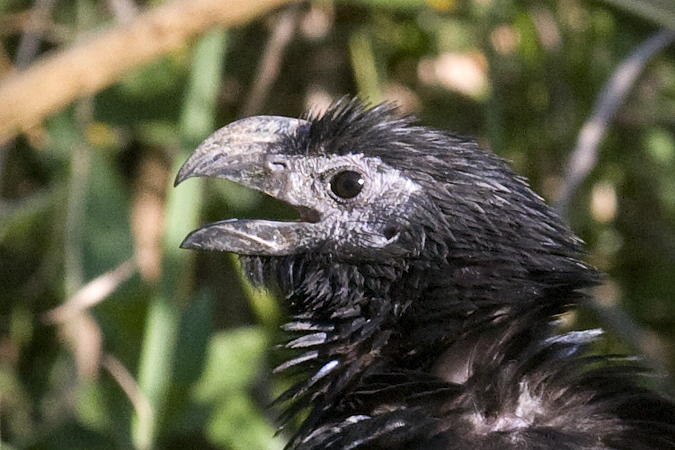 Groove-billed Ani, Frontera Audubon, Weslaco, Texas