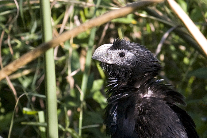 Groove-billed Ani, Frontera Audubon, Weslaco, Texas