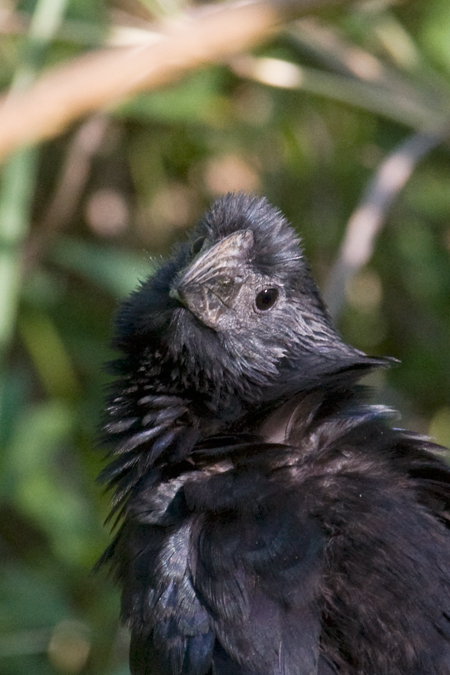 Groove-billed Ani, Frontera Audubon, Weslaco, Texas