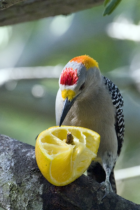 Golden-fronted Woodpecker, Williams Wildlife Refuge, Pharr, Texas