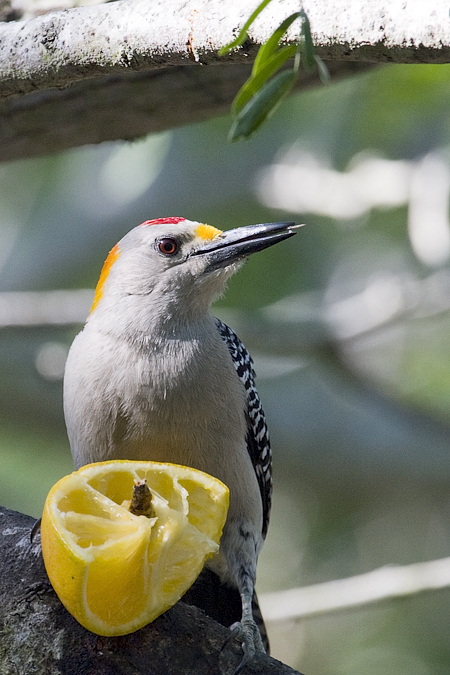 Golden-fronted Woodpecker, Williams Wildlife Refuge, Pharr, Texas