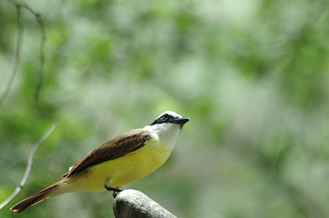 Great Kiskadee, Williams Wildlife Refuge, Pharr, Texas